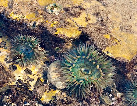 The image shows two green sea anemones attached to a rocky surface in a tide pool, surrounded by algae and small marine organisms, ending the sentence.